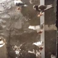 کفتر‌یاکبوتر