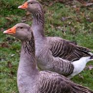 غاز محلی ارگانیک