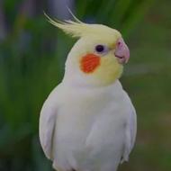 لوتینو ماده