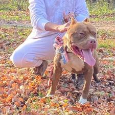 واگذاری پیتبول نر و ماده