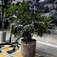 گل آپارتمانی خوشگل