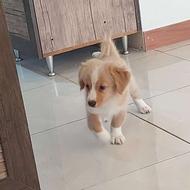 سگ شیدزو تریر واگذاری