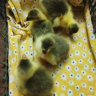 غاز 5روزه 4تا