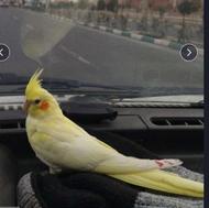 عروس هلندی لوتینیو زعفرانی