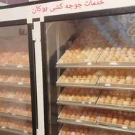 جوجه کشی با دستگاه تمام اتوماتیک