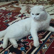 گربه خانگی تربیت شده واگذاری