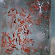 ماهی درجه یک