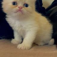 بچه گربه‌ پرشین بریتیش