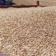 خریدار جو بهاره