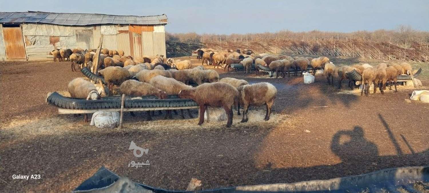 چوپان ، گله دار - undefined