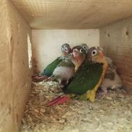 جوجه طوطی گرینچیک نرم خور