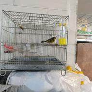 سهره قناری نر