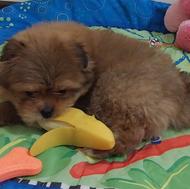 واگذاری سگ پودل کراس