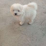 واگذاری سگ پامر شیتزو