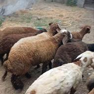 گوسفند بره نر پرواری چاق