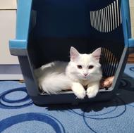 پرشین آنگورا 4ماهه