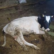 خرید ،فروش،همه نوع گاو گوساله افتاده اورژنسی سالم