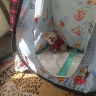 سگ مالتیز آپارتمانی واگذاری