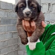 واگذاری توله خراسانی