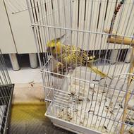 یک عروس هلندی فوری