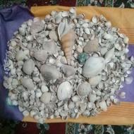 تعدادی صدف و گوش ماهی برای اکواریوم