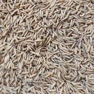 بذر شیرودی دجه یک