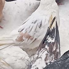 کبوتر های پرشی کاشان و تهران