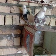 کبوتر . طوقی.کل دم سبز