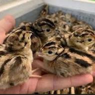 جوجه کبک درجه 1