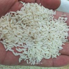 فروش برنج هاشمی آستانه اشرفیه