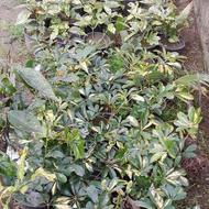 گل شلفرا و آکوبا قیمت مناسب