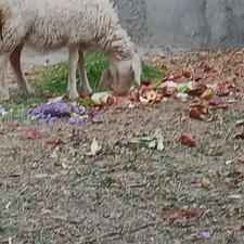 تُقُلی حدودا 30 کیلو