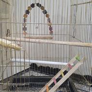 قفس پرنده طوطی یا عروس هلندی