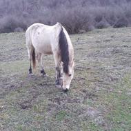 یه عدد اسب نریون به فروش میرسد