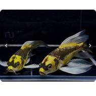 خریدار کوی مایان