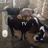 3 رس گوسفند ارزان قیمت یکی بزه دار قیمت ارزان