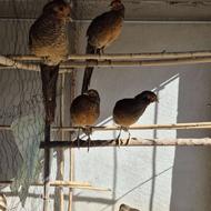 قرقاول بلژیکی بالغ و نیمچه