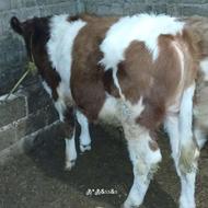 دو عدد گوساله نر و اصیل دار