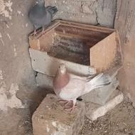 اردک مرغ جنگلی شاخ دار