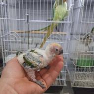 طوطی خورشیدی سرلاکی در پرنده سرای ابوالفضل