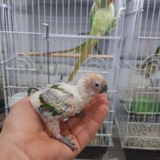 طوطی خورشیدی سرلاکی در پرنده سرای ابوالفضل