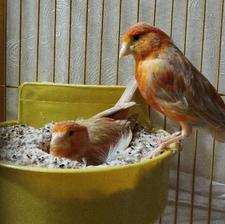 قناری کشیده قفسی