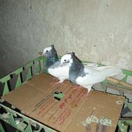 طوق سبز سه بر قفل