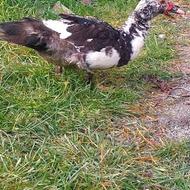 فروش اردک روسی