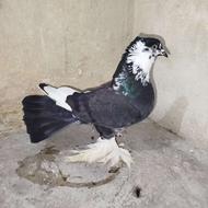 نر تک کلادار پاپر