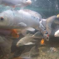 حراج 60 الی 70عدد ماهی کوی