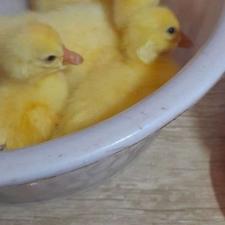 جوجه غاز لیندا دوناف