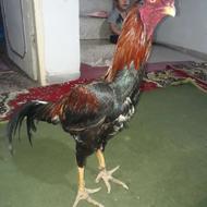 خروس لاری دونگ بالا ندید10ماهه