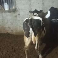 گاو هلشتاین صنعتی