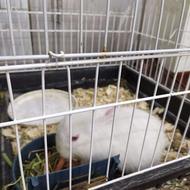 خرگوش لوپ به همراه قفس و لوازم با هم